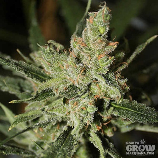 Green Label – Automatic Amnesia Autoflowering Feminized Seeds