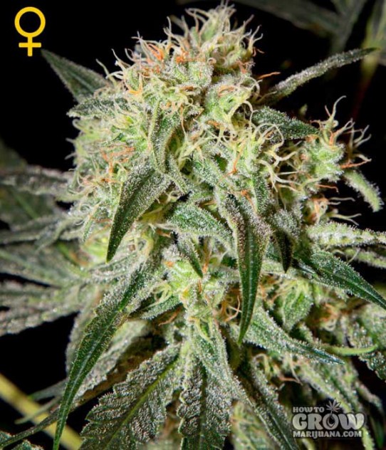 Green House – Damn Sour Feminized Seeds