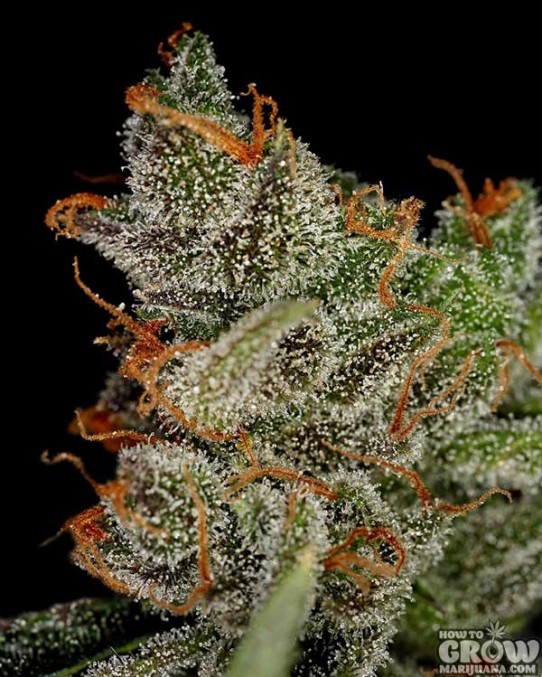 GreenHouse – King’s Kush Feminised Marijuana Seeds