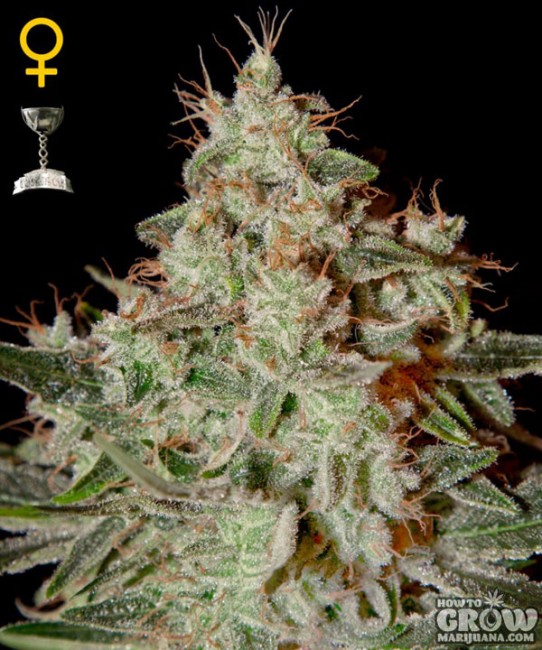 Green House – Lemon Skunk Feminized Seeds