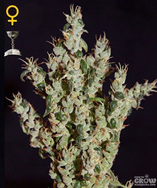 Greenhouse – NL5 Haze Mist Feminized Seeds