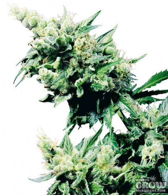 Exodus – Hash Plant Feminized Marijuana Seeds