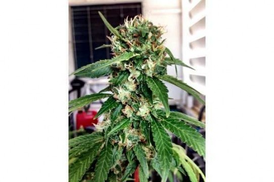 Royal Queen – Haze Berry Weed Seeds