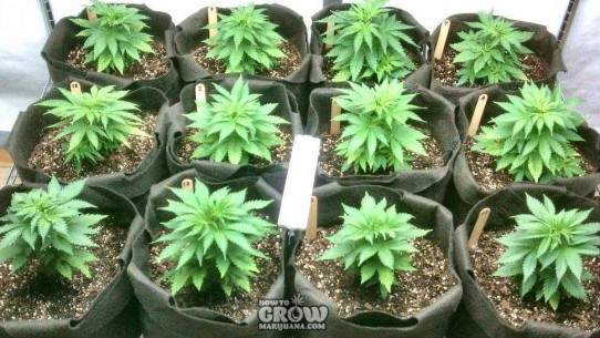 12 Secrets to Successful Marijuana Cloning