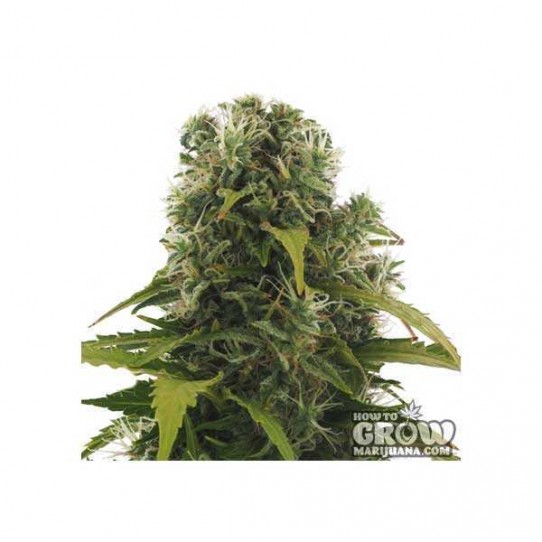 Heavyweight – High Density Autoflowering Feminized Seeds