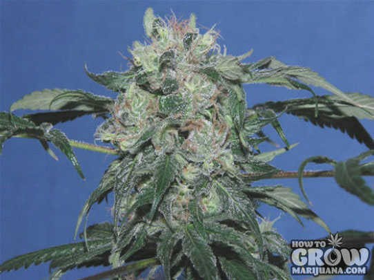 Heavyweight – Strawberry Cheescake Feminized Seeds