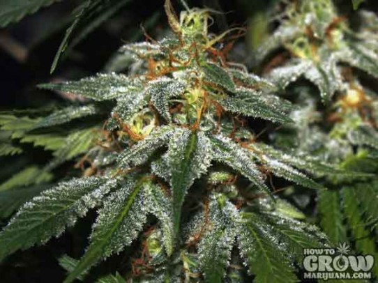 Many Seedbanks – Hindu Kush Feminized Marijuana Seeds