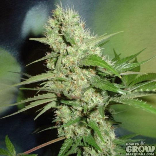 Home Grown Fantaseeds – Jack Herer Feminized Seeds