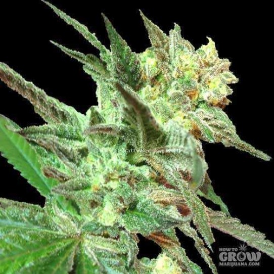 DNA Genetics – Honey Boo Boo Seeds