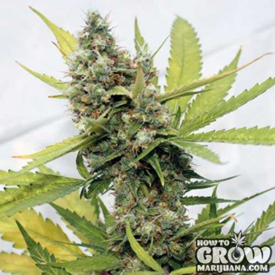 Holy Smoke – Black Honey Haze Feminized Seeds