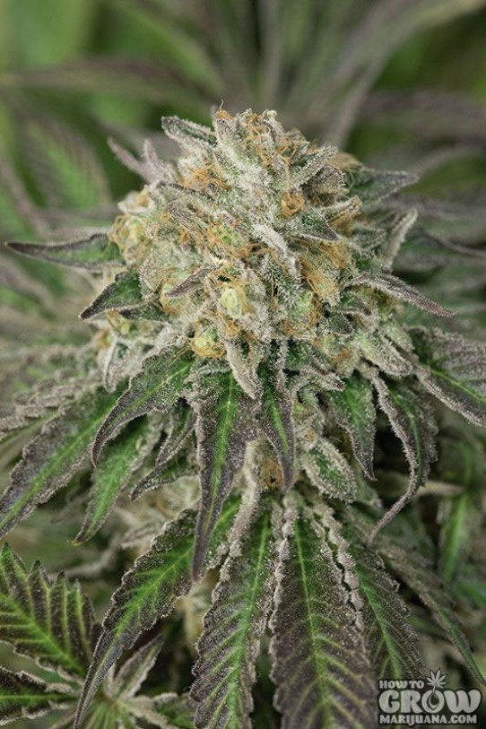 Humboldt – Amherst Sour Diesel Feminized Seeds