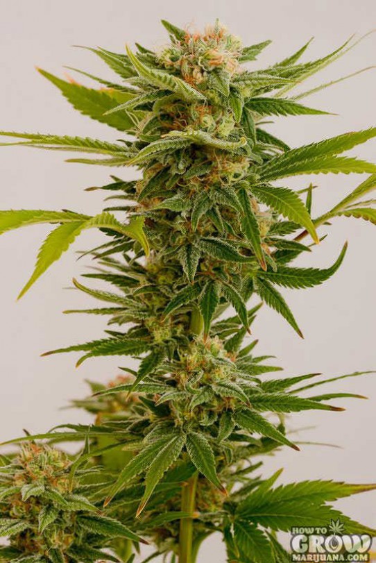 Humboldt – Sour Diesel #2 Feminized Seeds