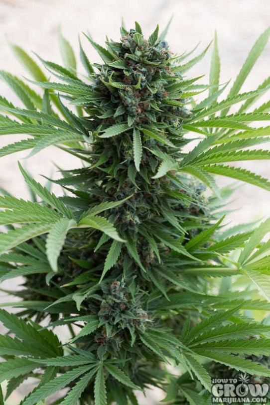 Humboldt – Sour Diesel Autoflowering Feminized Seeds