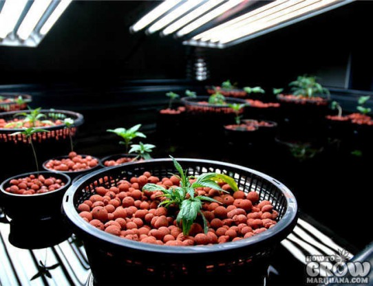 Hydroponic Growing Systems