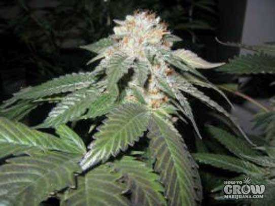 Cali Connection – Julius Caesar Autoflowerwing Seeds