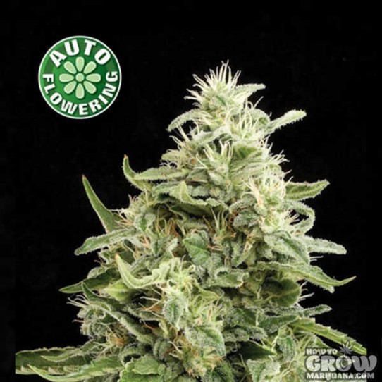 Kera – Amnesia Autoflowering Feminized Seeds