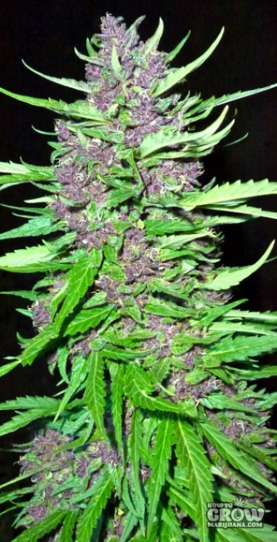 Sannies – Killing Fields Feminized Seeds