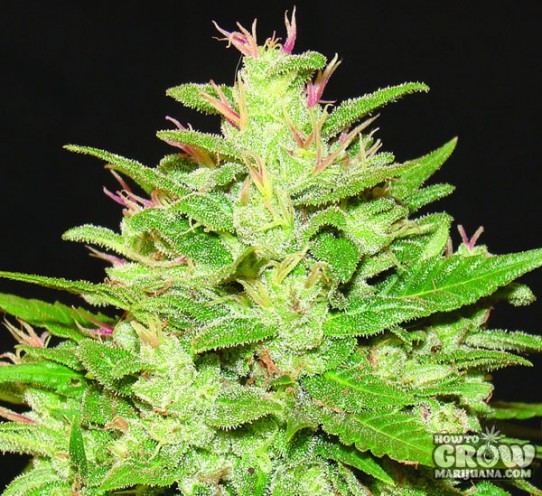 Kush – Auto Kush Autoflowering Feminized Seeds