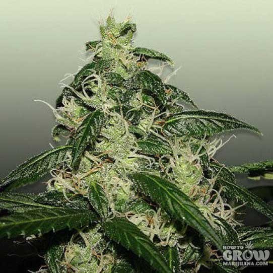 L.A. Cheese Feminized Marijuana Seeds