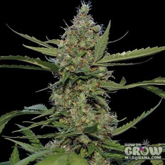 Barney’s – Laughing Buddha Seeds