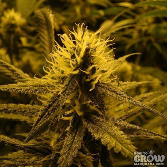 DNA Genetics – Lemon Skunk Feminized Seeds