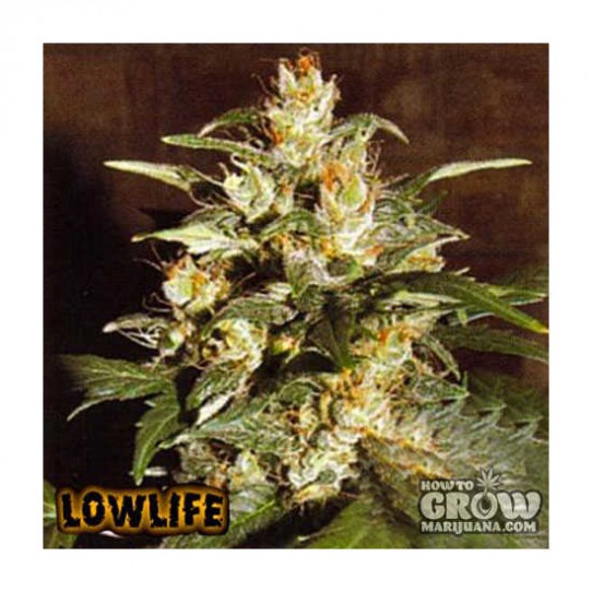 Lowlife – Automatic AK47 x Auto Hindu Kush Feminized Seeds