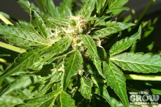 Lowryder – Lowryder Autoflowering Feminized Seeds