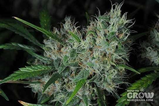 Sannies – Mad Scientist Feminized Seeds