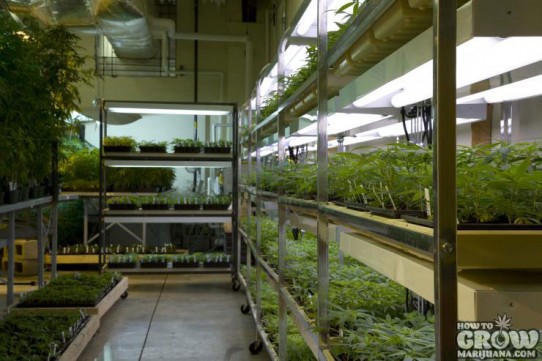 Research into Cannabis at the Ole Miss Farm, University of Mississippi