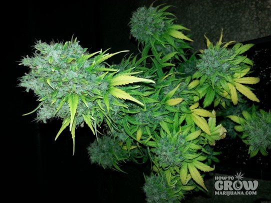 Grass-O-Matic – Maxi GOM Feminized Seeds