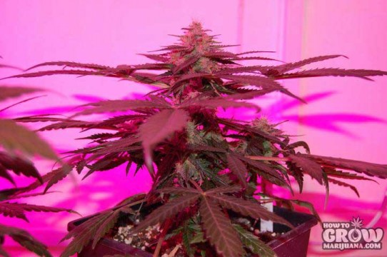 Grass-O-Matic – Med Gom 1.0 Seeds