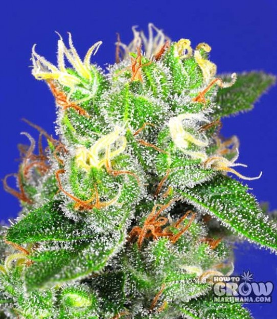 Bomb – Medi Bomb #2 Seeds