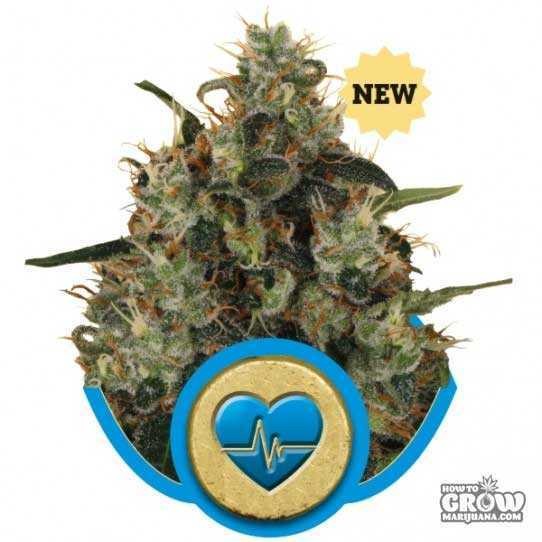 Royal Queen – Medical Mass Seeds