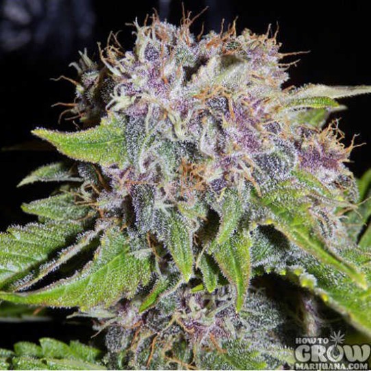 Mephisto Genetics – 24 Carat Autoflowering Feminized Seeds