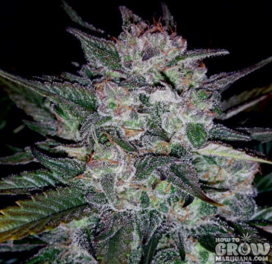 Mephisto Genetics – Auto Blues Feminized Seeds