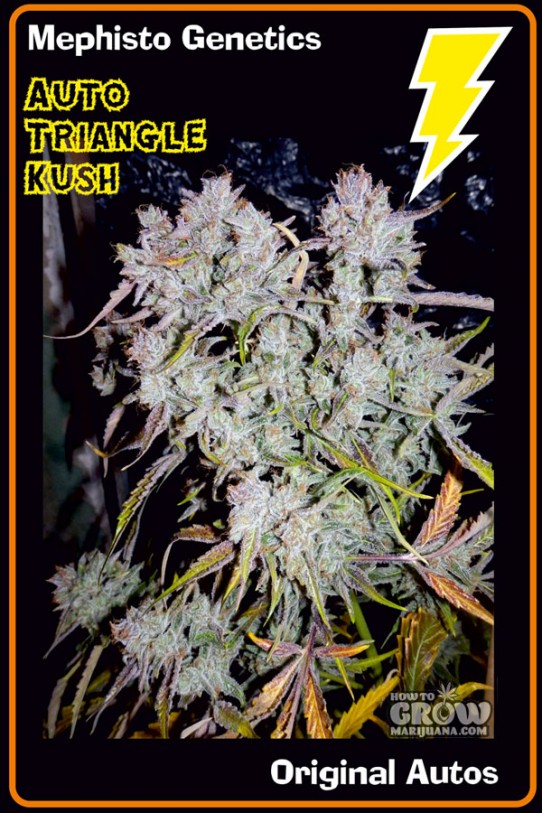 Mephisto Genetics – Auto Triangle Kush Feminized Seeds