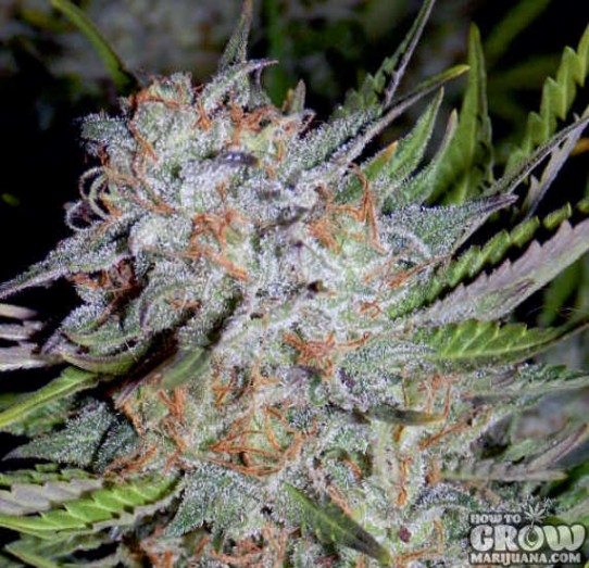 Mephisto Genetics – Chem City Blues Autoflowering Feminized Seeds