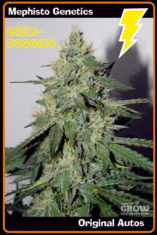 Mephisto Genetics – Chemdogging Autoflowering Feminized Seeds