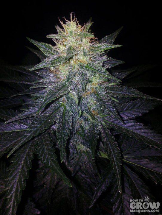 Mephisto Genetics – Deep Blue C Autoflowering Feminized Seeds