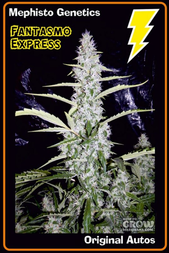 Mephisto Genetics – Fantasmo Express Autoflowering Feminized Seeds