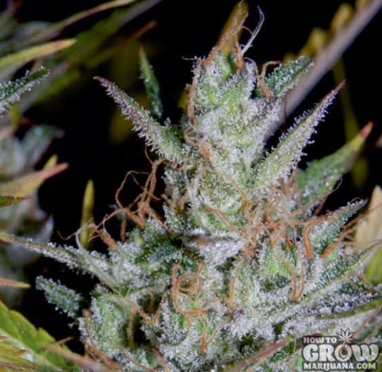 Mephisto Genetics – Hubbabubbasmelloscope Autoflowering Feminized Seeds