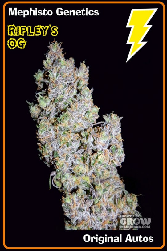 Mephisto Genetics – Ripley’s OG Autoflowering Feminized Seeds