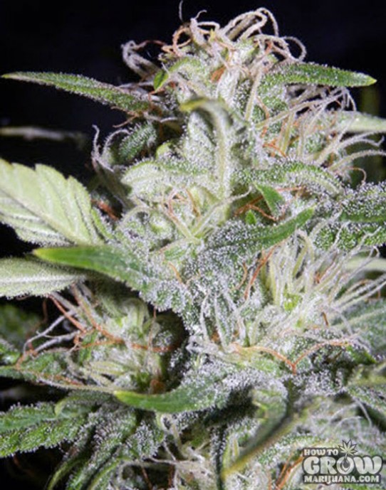 Mephisto Genetics – S.O.D.K. Autoflowering Feminized Seeds