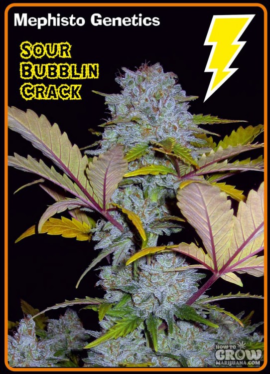 Mephisto Genetics – Sour Bubblin Crack Autoflowering Feminized Seeds