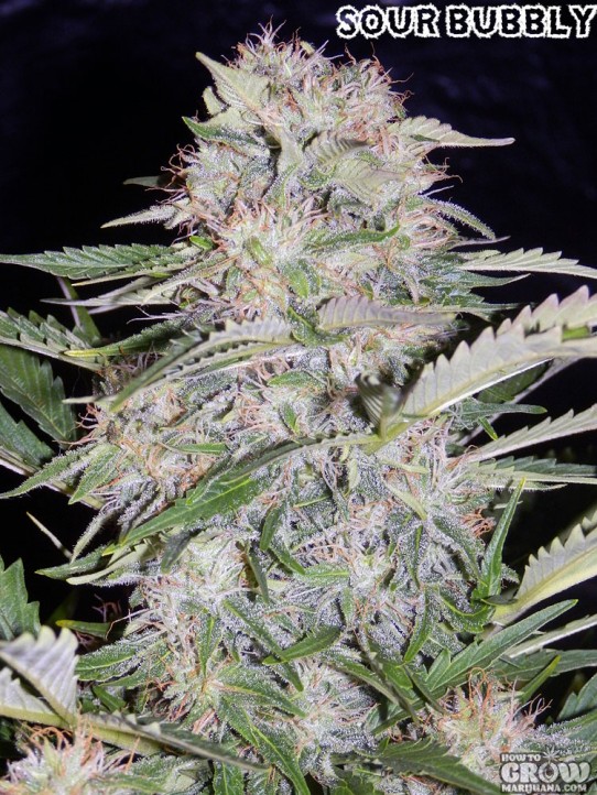 Mephisto Genetics – Sour Bubbly Autoflowering Feminized Seeds