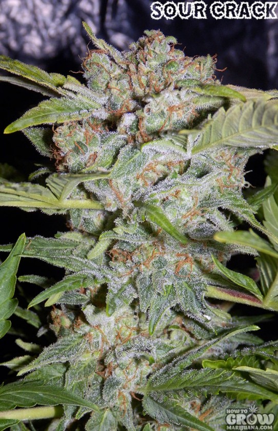 Mephisto Genetics – Sour Crack Autoflowering Feminized Seeds