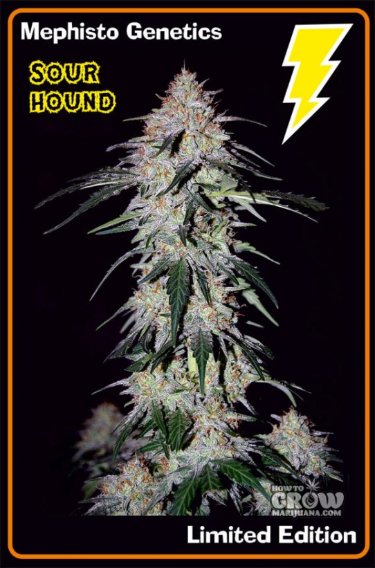 Mephisto Genetics – Sour Hound Autoflowering Feminized Seeds