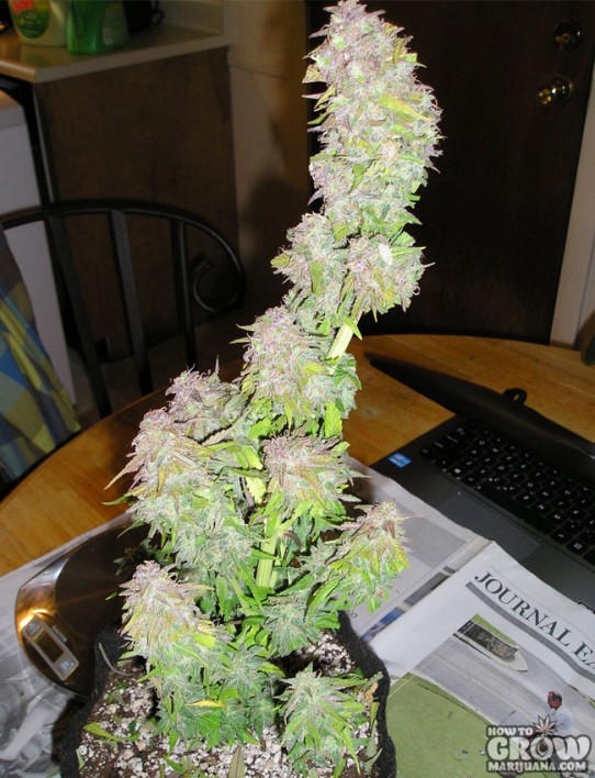 Mephisto Genetics – Toof Decay Autoflowering Feminized Seeds