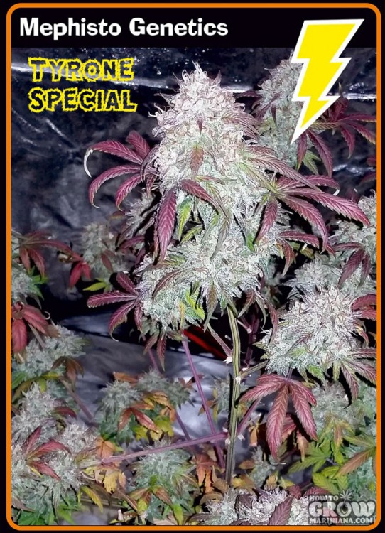 Mephisto Genetics – Tyrone Special Autoflowering Feminized Seeds