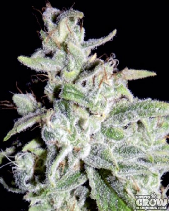 Mephisto Genetics – Walter White Autoflowering Feminized Seeds